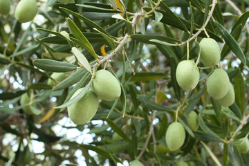 Ripe green olives on a branch against olive trees
