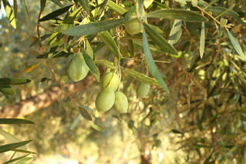 Ripe green olives on a branch against olive trees