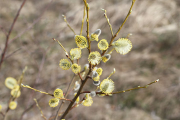 Blossoming buds on pussy willow against dry grass background