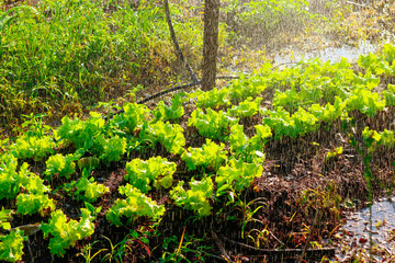 Fototapeta na wymiar Vegetable garden irrigation - Farm of lettuce and beetroot in brazil