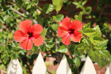 Garden hedge of red blooming Hibiscus in Australia © ClaraNila