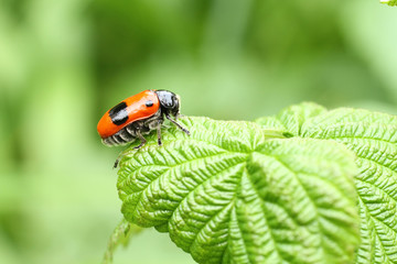 Smooth leaf beetle Clytra laeviuscula (suborder nemonious (Polyphaga)). Beetle with red wings with black dots on raspberry leaf