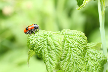 Smooth leaf beetle Clytra laeviuscula (suborder nemonious (Polyphaga)). Beetle with red wings with...