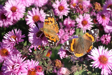 Butterflies Fagus (Tagetes) on perennial Aster flower on a sunny day