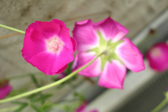"Purple Poppy Mallow" flower (or Buffalo Rose, Winecup) in St. Gallen, Switzerland. Its Latin name is Callirhoe Involucrata (Syn Callirhoe Geranioides), native to USA and Mexico.