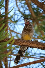 Anthochaera carunculata in Fremantle, Western Australia