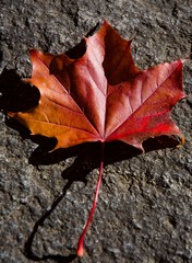 red maple leave on stony background