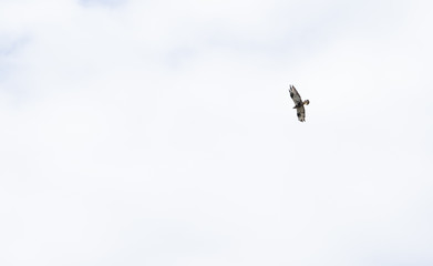 Rough-legged buzzard flying in the open sky in Finnish Lapland, noble bird