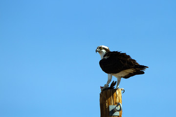 An Osprey eats a fish in Lake Mead National Recreation Area in Nevada