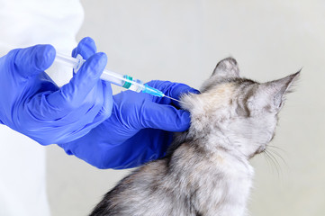 A veterinarian with gloves injects a gray kitten. Vet clinic. Close-up.