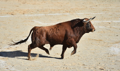 toro bravo espa&ntilde;ol en plaza de toros