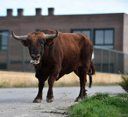 toro bravo español en plaza de toros