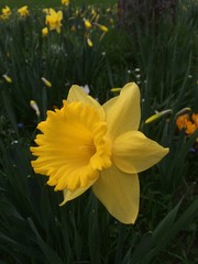daffodil vlose up