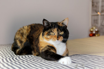 Beautiful tricolor cat lies on a light gray background, cozy home concept, close-up