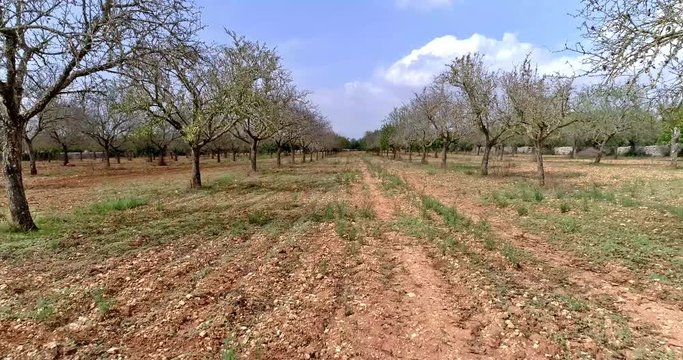 Mallorca Balearen Mandelb&auml;ume Olivenb&auml;ume