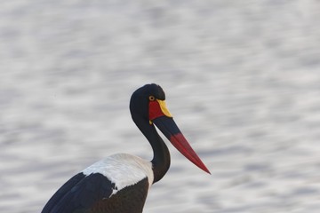 Portrait of a saddle-billed stork, Ephippiorhynchus senegalensis