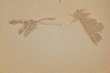 Sand Bubbler Crab, abstract patterns of balls of sand on the beach, of the genera Scopimera and Dotilla, family Dotillidae, Pu Lom in Thai. Found in Indo-Pacific, Phuket, Phi Phi islands near Bangkok,
