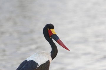 Portrait of a saddle-billed stork, Ephippiorhynchus senegalensis