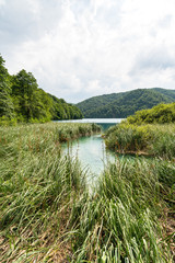 Fototapeta na wymiar Waterfront with reeds,Plitvice Lake, Croatia