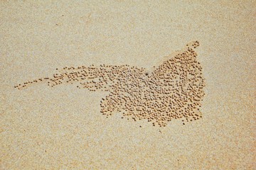 Sand Bubbler Crab, abstract patterns of balls of sand on the beach, of the genera Scopimera and Dotilla, family Dotillidae, Pu Lom in Thai. Found in Indo-Pacific, Phuket, Phi Phi islands near Bangkok,