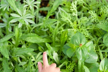 花の葉いっぱい 背景 子供の手