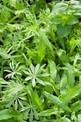 花の葉いっぱい 背景 縦