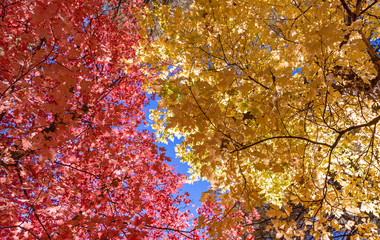 Vibrant Colored Fall Leaves In Sedona AZ