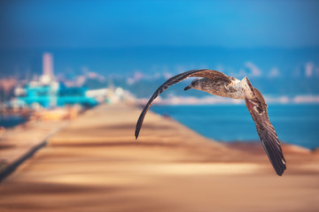 Flying seagulls over the sea port in Varna