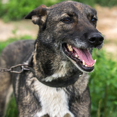 Smart gray domestic dog carefully looks away.
