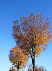 yellow autumn tree in autumn season