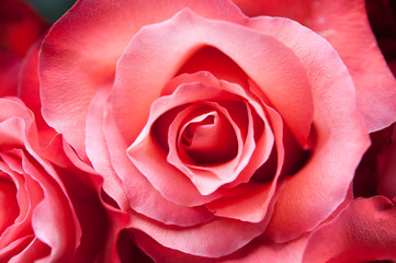 Flaming Red Rose