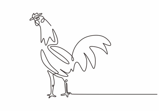 Continuous line drawing of rooster chicken animal farm. Vector hand drawn sketch lineart.