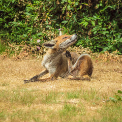 Fox