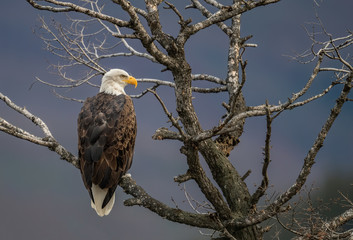 Bald Eagle in Jasper Canada 