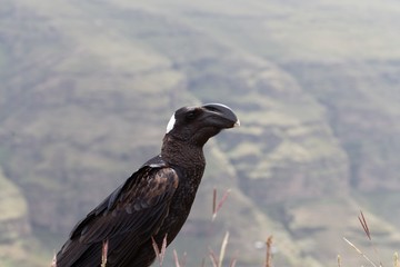 Portrait of a thick billed raven, Corvus crassirostris, in the Simien Mountains