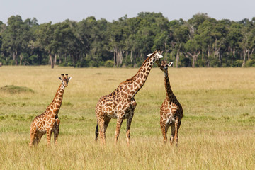 Giraffes in the Masai Mara Game Reserve in Kenya