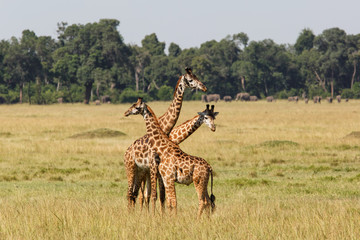 Giraffes in the Masai Mara Game Reserve in Kenya