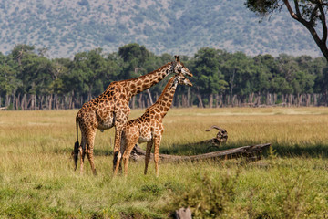Giraffes in the Masai Mara Game Reserve in Kenya