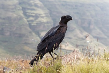 Thick billed raven, Corvus crassirostris, in Ethiopia.