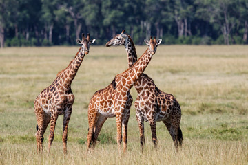 Giraffes in the Masai Mara Game Reserve in Kenya
