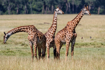 Giraffes in the Masai Mara Game Reserve in Kenya
