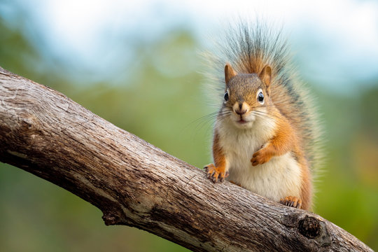 American Red Squirrel