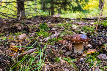 mushroom in the forest
