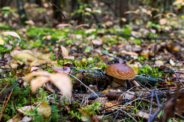 mushroom in the forest