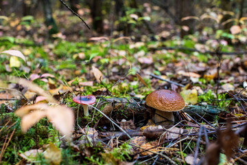 mushroom in the forest