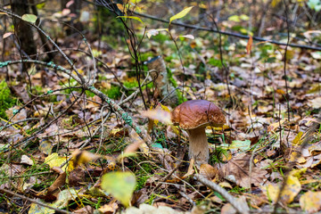mushroom in the forest