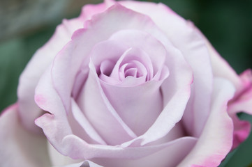 Lavender Rose Closeup