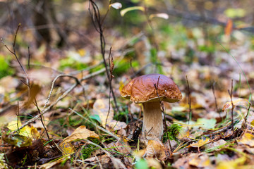 Fototapeta premium mushroom in the forest