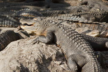 American Alligator