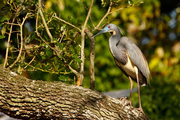 Tricolored Heron, Egretta tricolor
